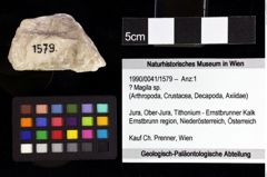 Foto (Objket + Etiketten) von Cracensigillatus acutirostris (Moericke, 1889) 